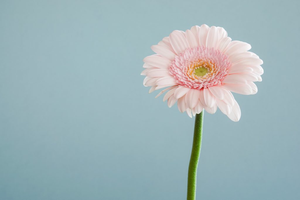 light pink gerbera daisy with light blue background