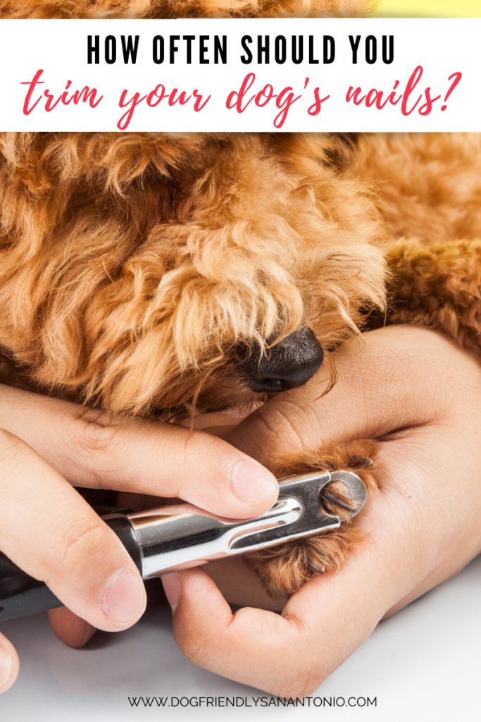 how often should a dogs nails be trimmed