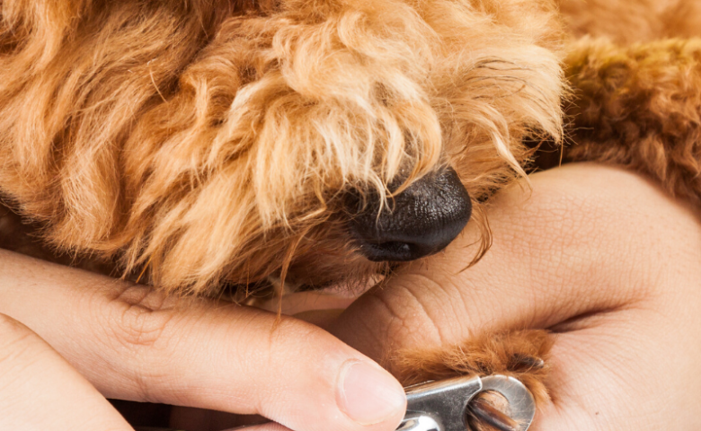 close up of person trimming their dog's nails