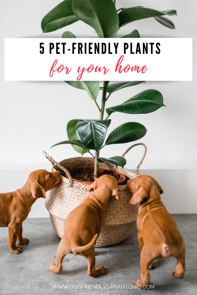 puppies sniffing at houseplant, caption reads "5 pet-friendly plants for your home"