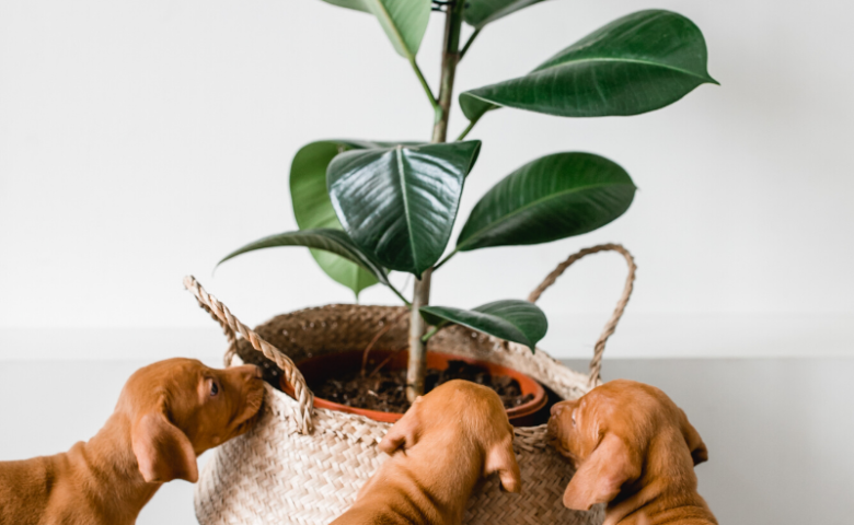 puppies sniffing at houseplant, caption reads "5 pet-friendly plants for your home"