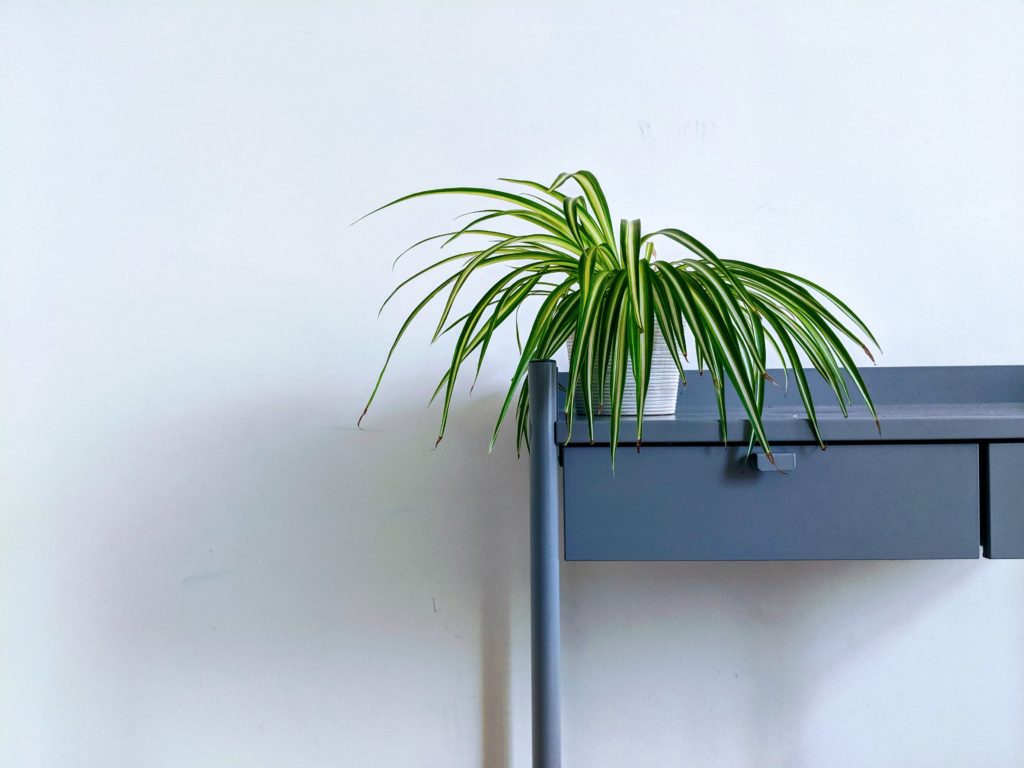 spider plant on side table