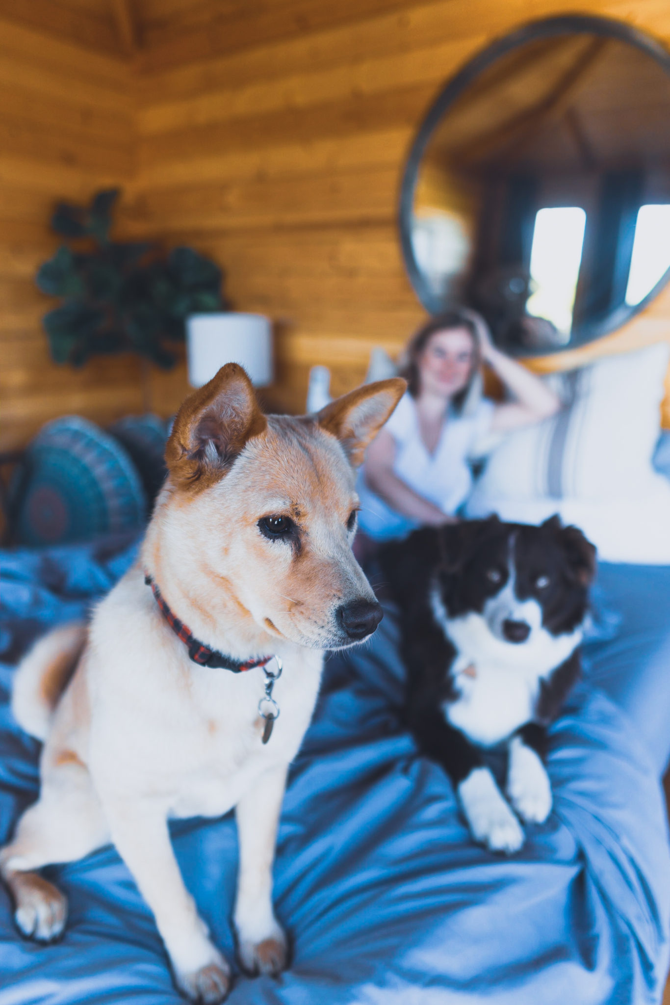 dogs on bed in vacation spot with woman in background | pet friendly weekend getaways in texas