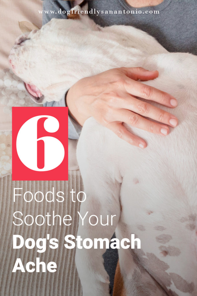 dog laying belly up on woman's lap, caption reads "6 foods to soothe your dog's stomach ache"