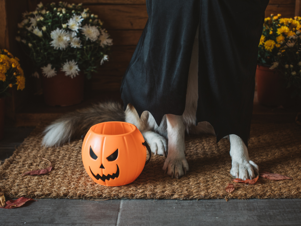 dog paws with black costume next to jack o lantern candy bucket
