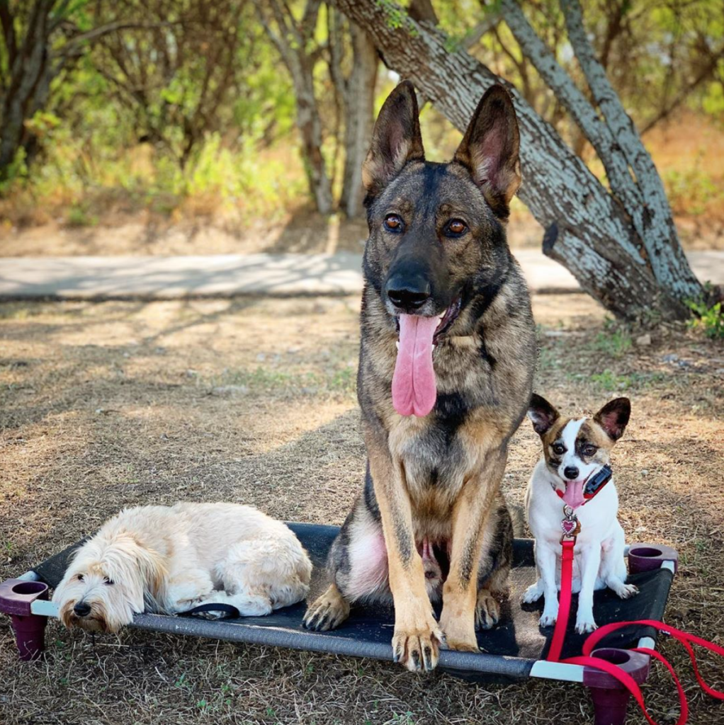 The 17 Best Off-Leash Dog Parks in San Antonio (2022) - The Dog