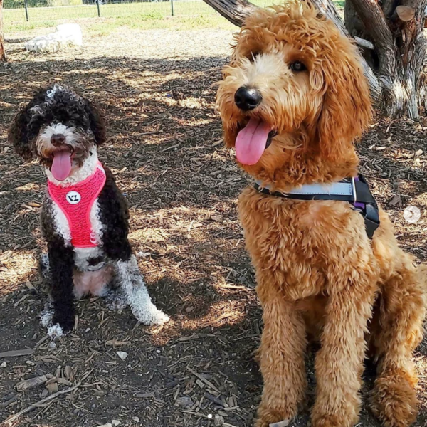 The 17 Best OffLeash Dog Parks in San Antonio (2022) The Dog Guide