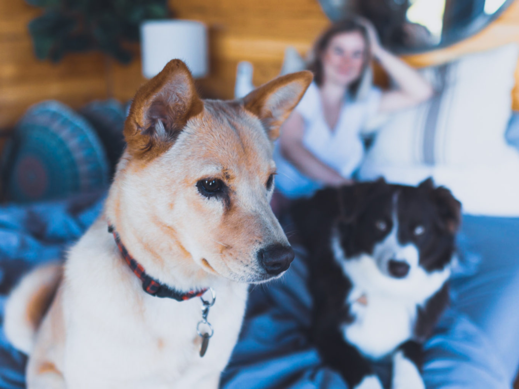 Pet-Friendly Weekend Getaways in Texas Perfect for Fall - Dog Friendly