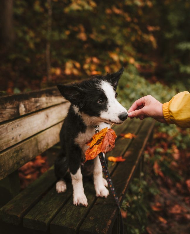 where-to-enjoy-fall-in-texas-with-your-dog