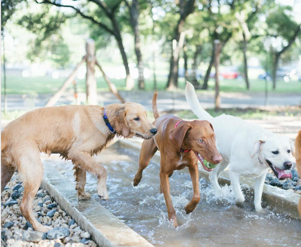 group of dogs playing in water at the bark park dog park in san antonio