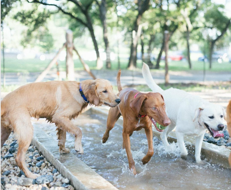 The 17 Best Off-Leash Dog Parks in San Antonio (2022) - The Dog Guide