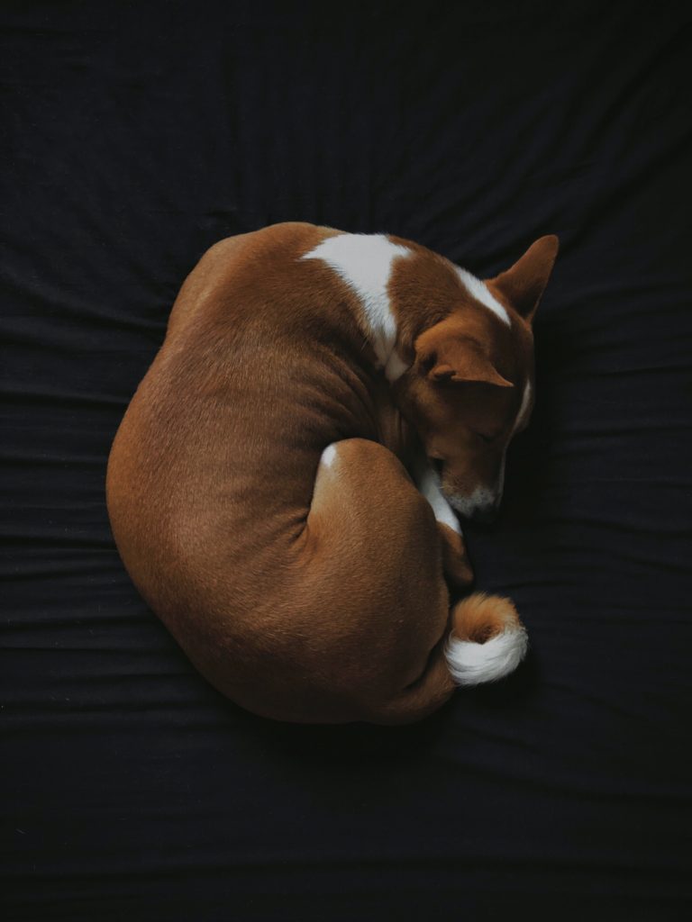 dog curled up on dark sheets