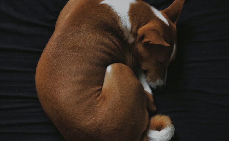 dog curled up on dark sheets