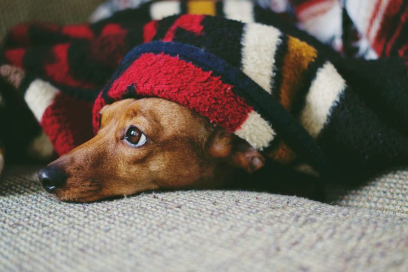 dog underneath blanket to stay warm in winter