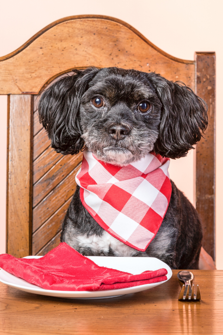 dog sitting at table with bib and dinner plate