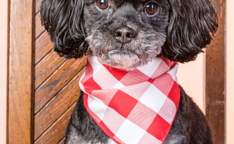 dog sitting at table with bib and dinner plate