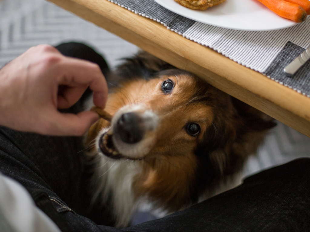 person feeding dog table scraps during thanksgiving dinnner | thanksgiving dinner for dogs