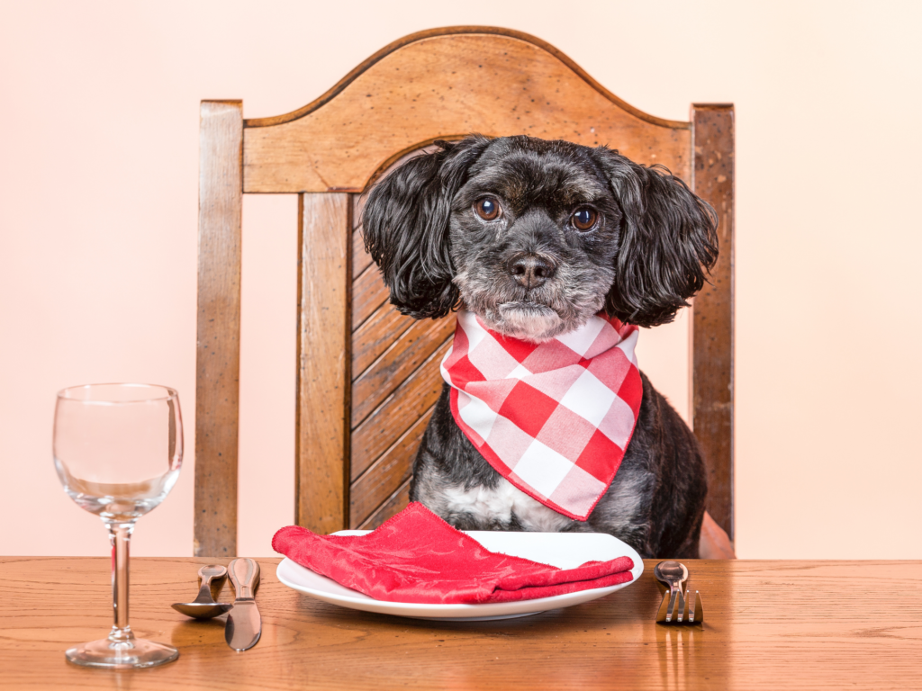 black dog sitting at dinner table wearing bib with dinner plate, silverware, and wine glass