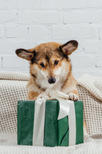 corgi dog with paws on top of green christmas gift