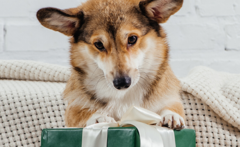 corgi dog with paws on top of green christmas gift