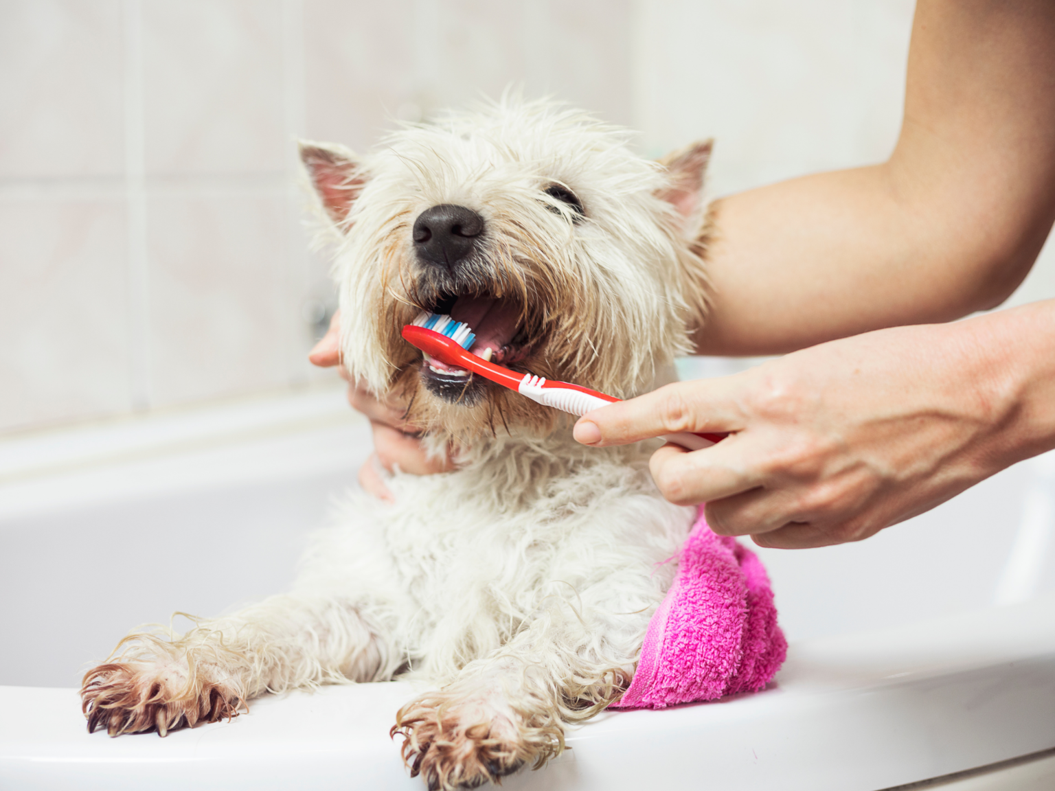 Can You Brush a Dog's Teeth with Human Toothpaste? The Dog Guide San