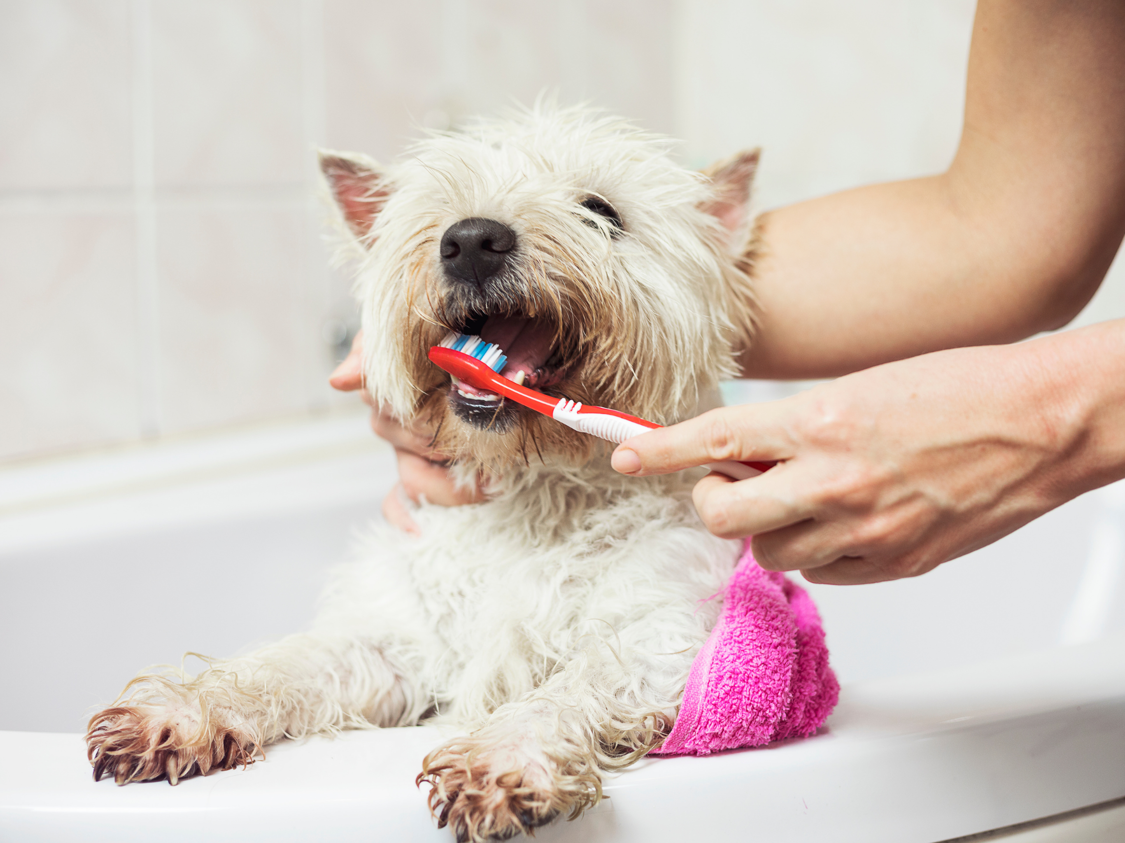 can you brush a dog's teeth with human toothpaste?