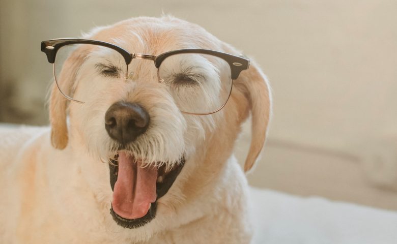 dog wearing glasses with paw on book and mouth open like he's talking