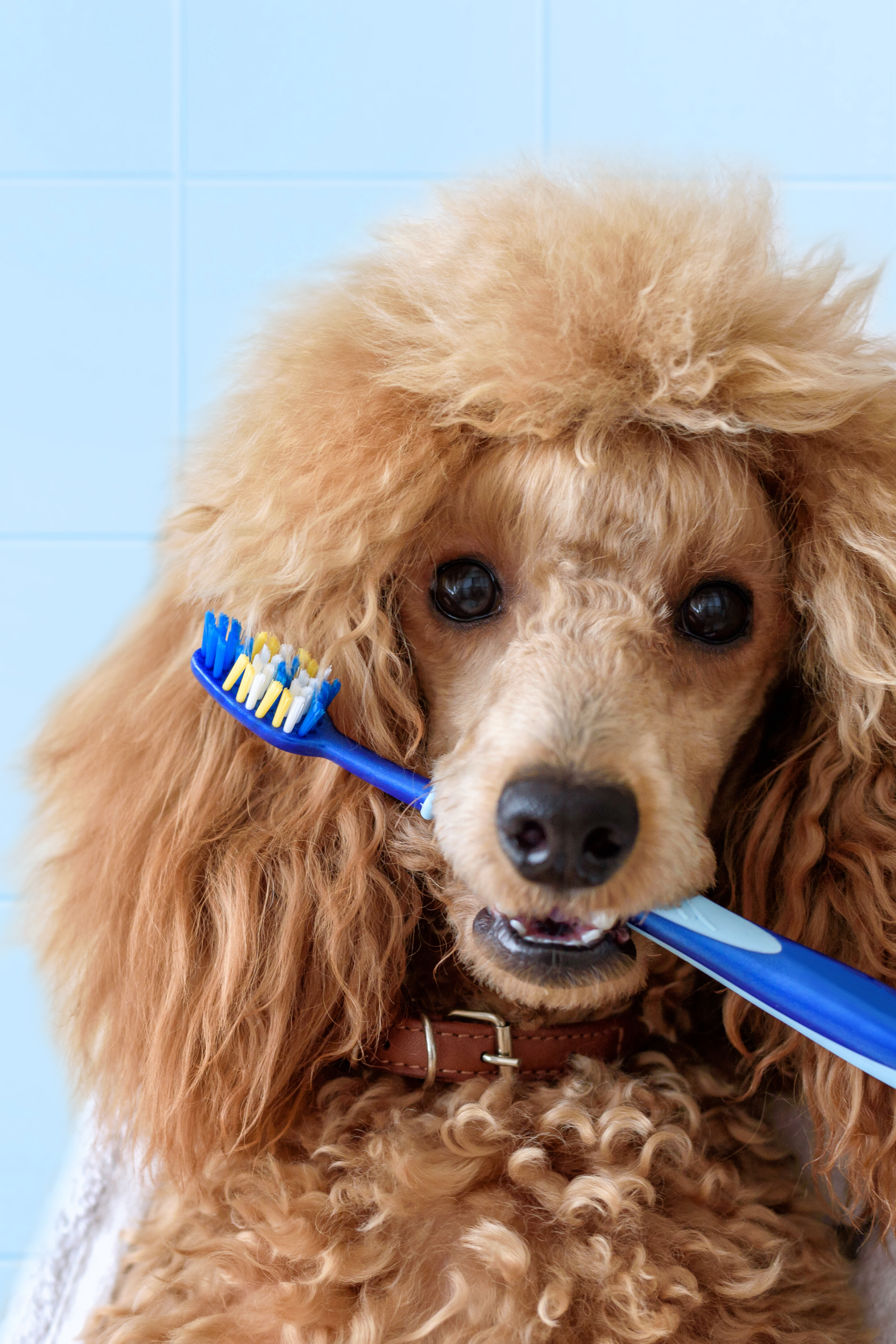 dog holding toothbrush in mouth