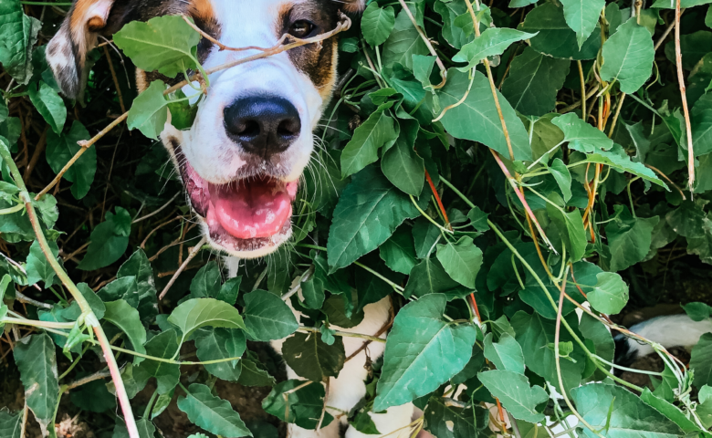 dog tangled up in green ivy