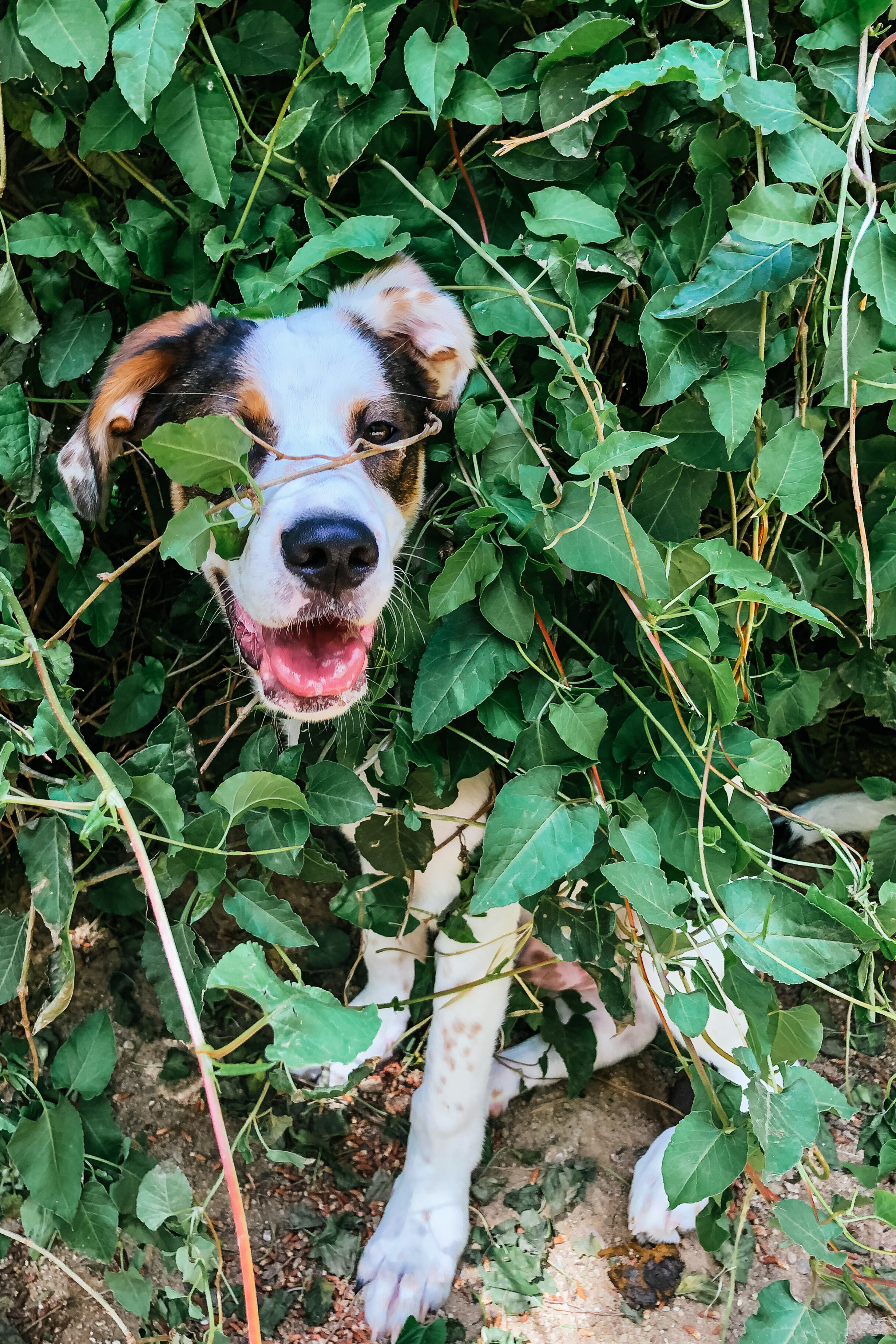 dog tangled up in green ivy