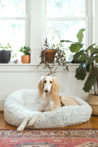 large dog sitting in dog bed next to plants in home