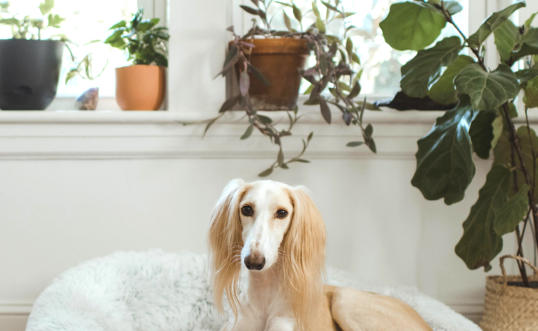 large dog sitting in dog bed next to plants in home