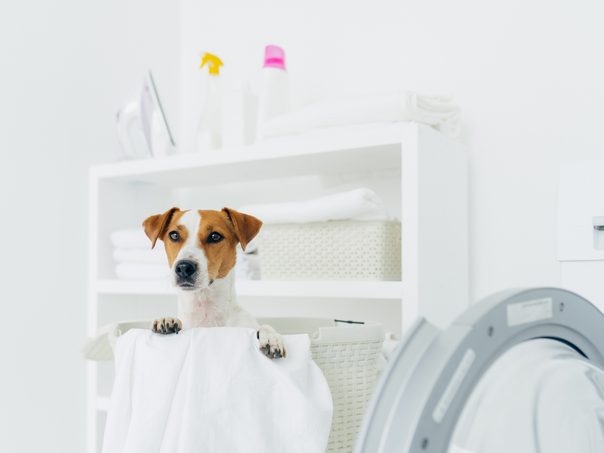 small dog peeking out of laundry basket next to washing machine