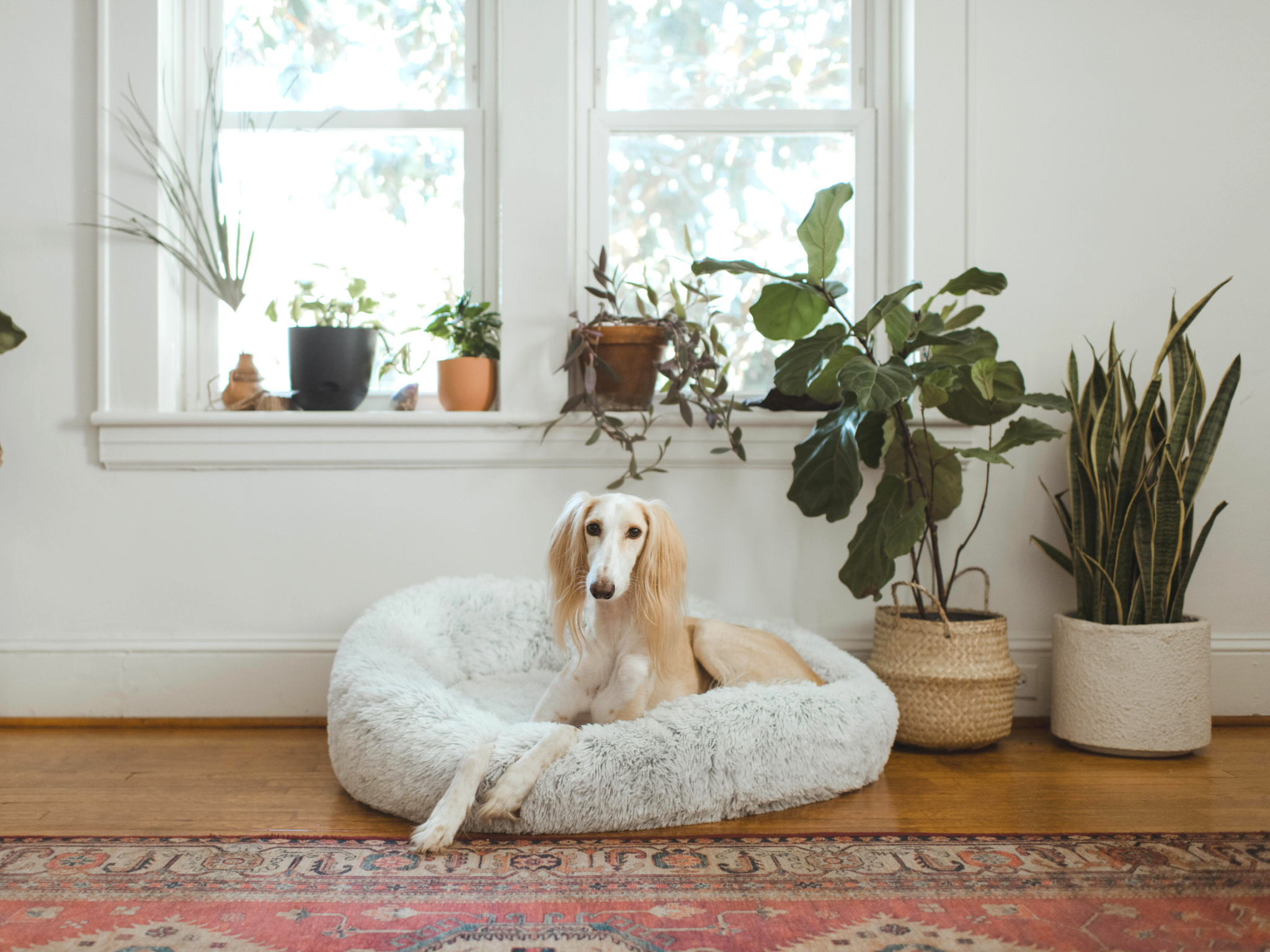 large dog sitting in dog bed next to plants in home