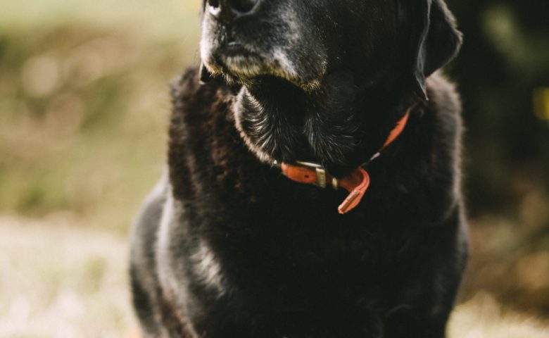 black labrador with grey fur around mouth | how to calculate a dog's age