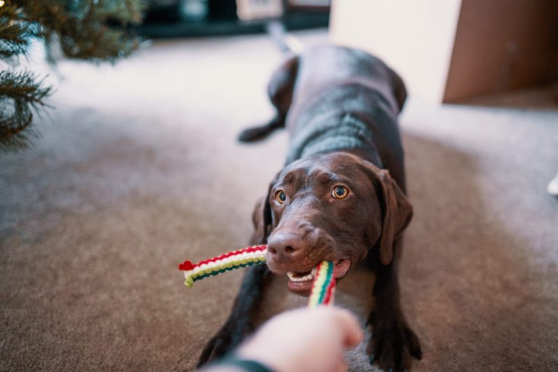 Image of dog pulling rope toy from owner's hand in blog post about how to disinfect dog toys