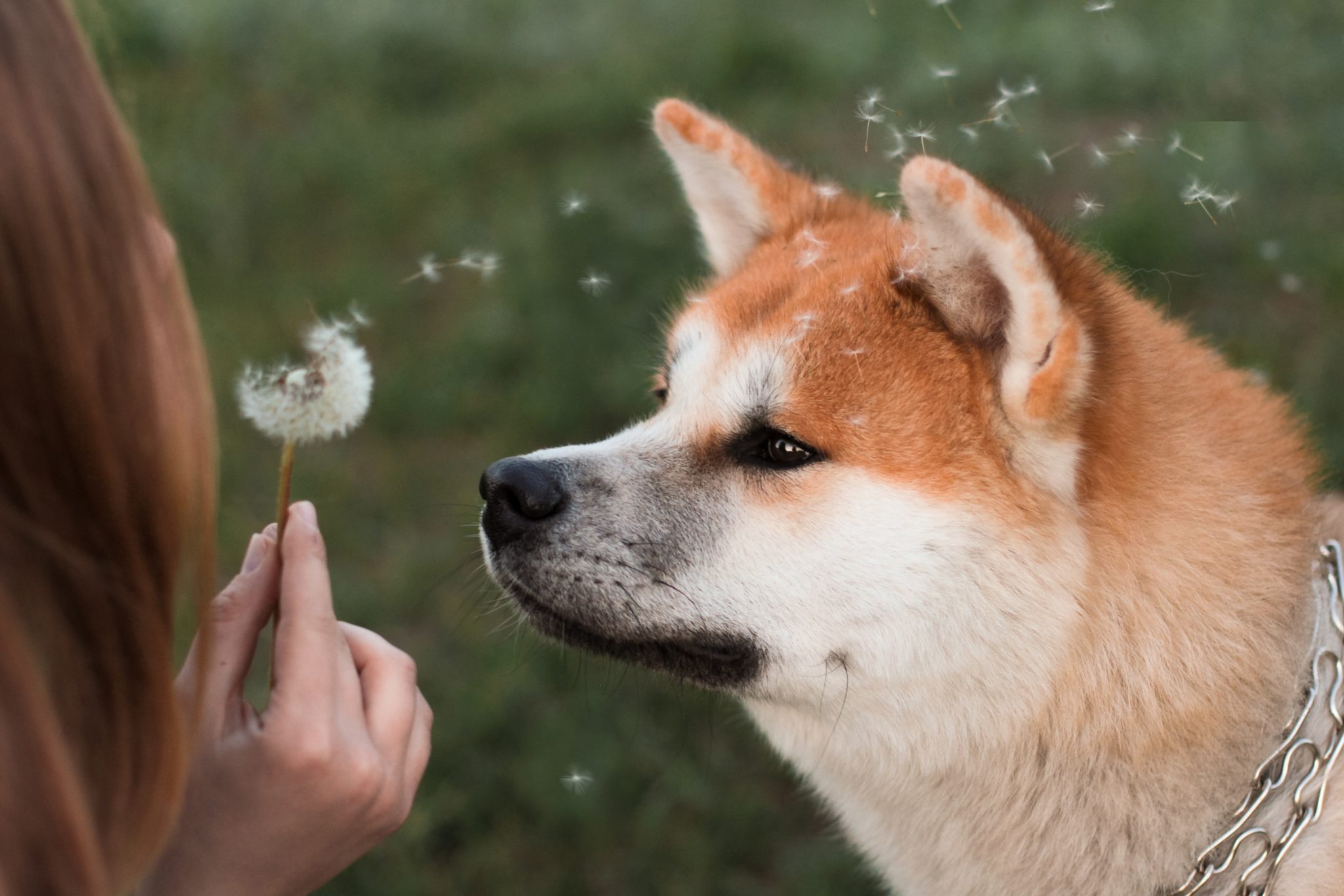woman blowing dandelion with dog looking on