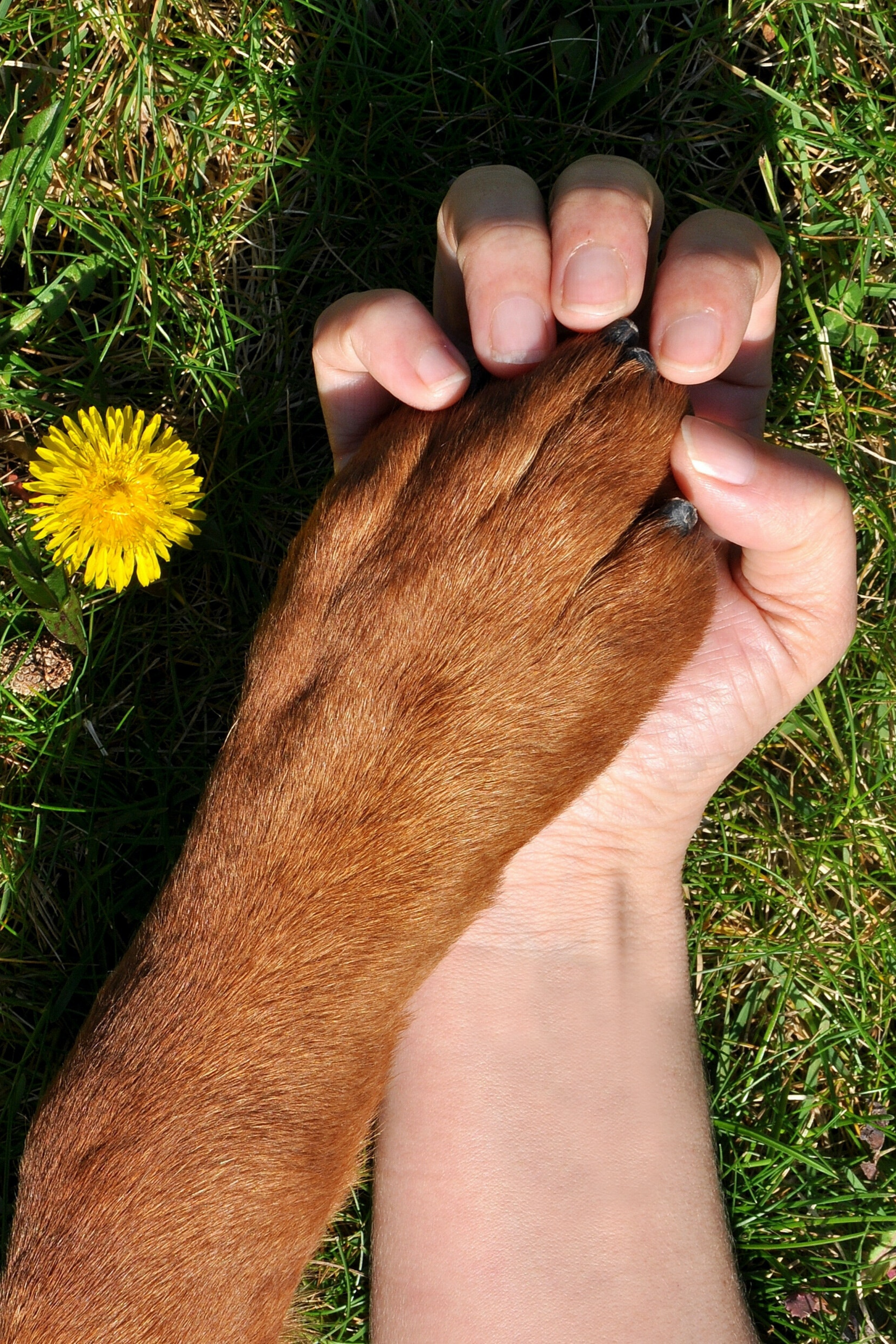 woman holding dog's paw next to dandelion flower