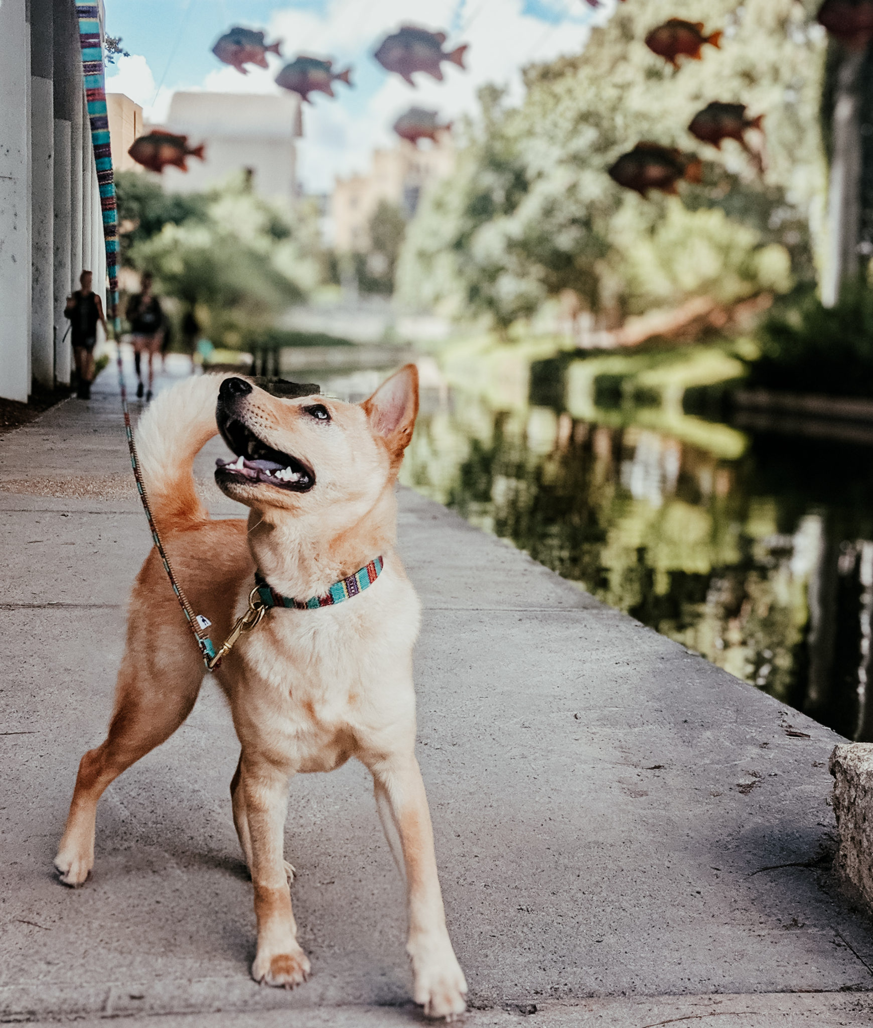 Tan dog walking along the San Antonio River Walk enjoying the art displays.