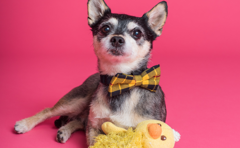 older dog wearing bow tie snuggles plush toy that needs to be cleaned