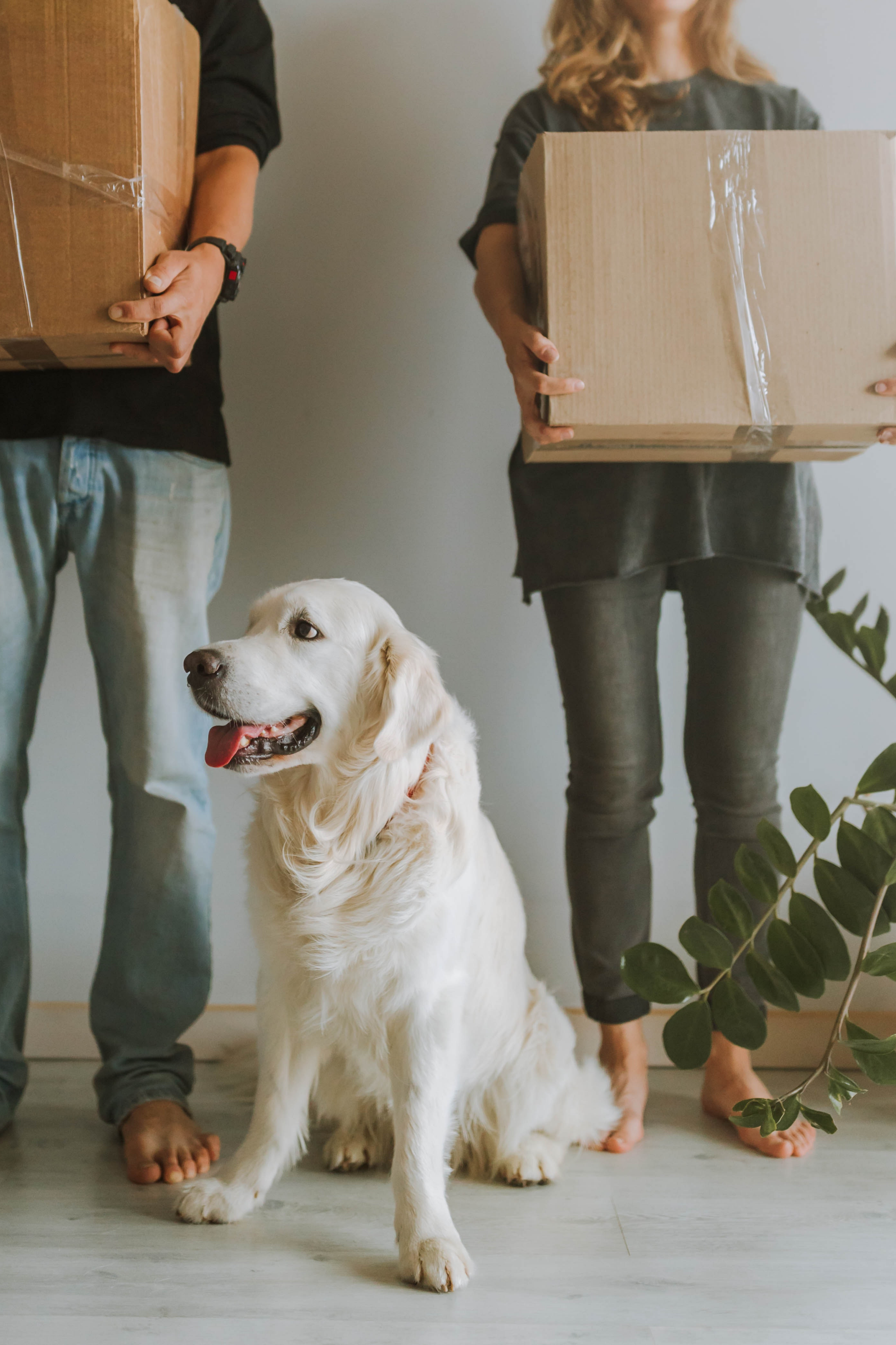 Two people carrying moving boxes with a golden retriever looks on.