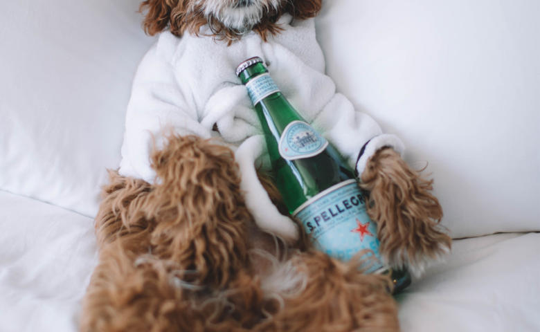 curly dog in white robe on hotel bed