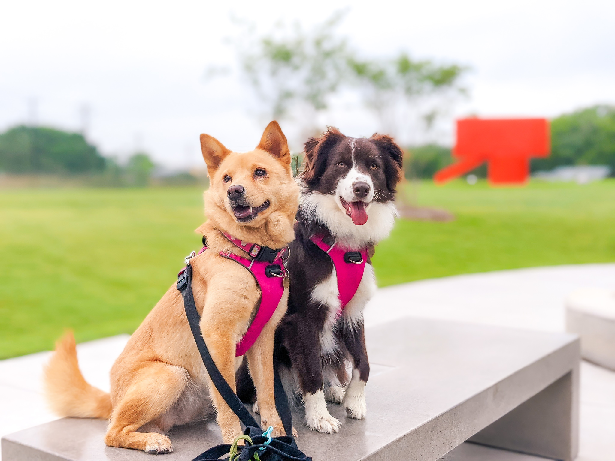 Tan dog and brown and white dog enjoying the grounds of the McNay Art Museum in San Antonio.