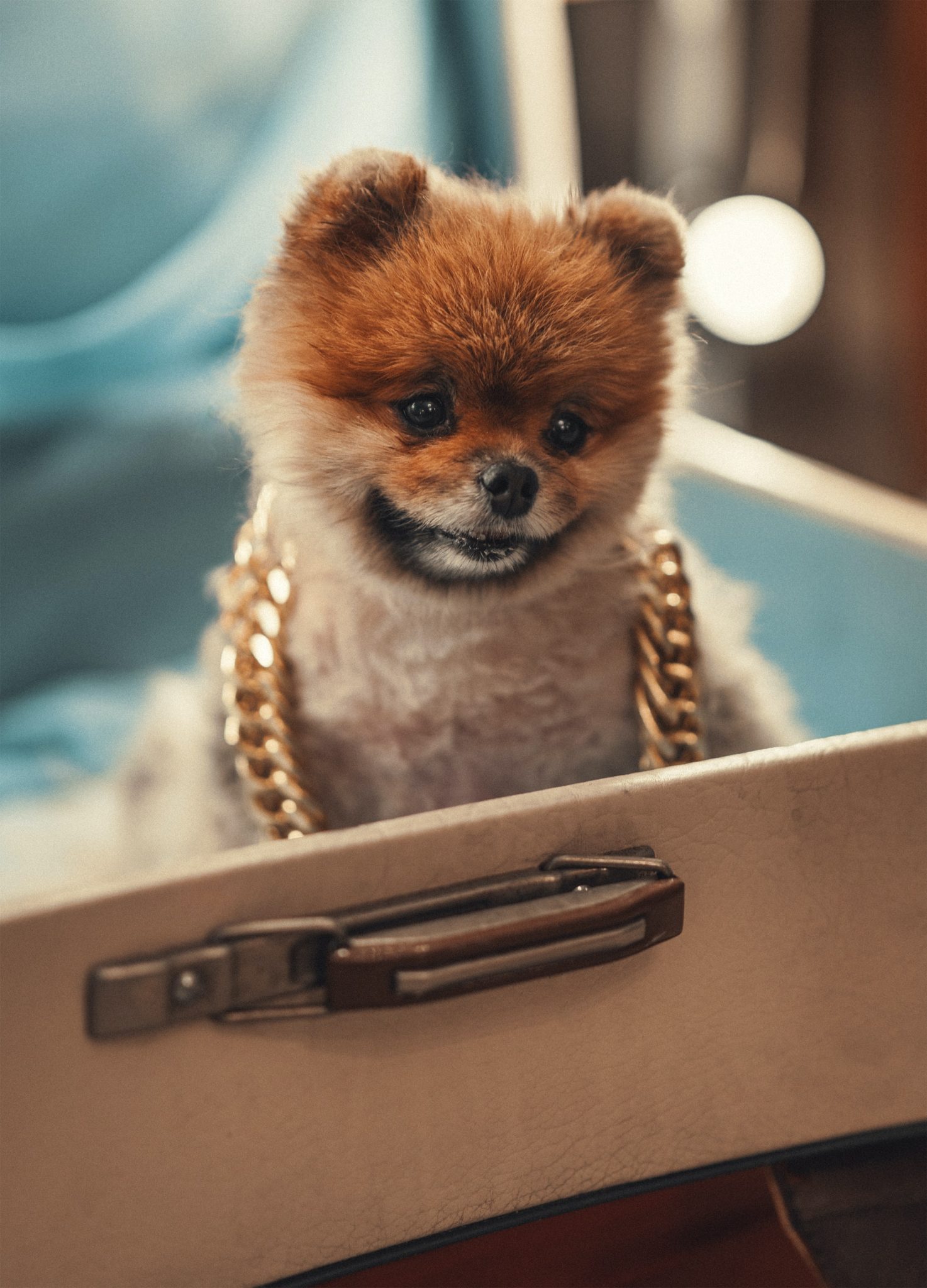 Cute dog wearing necklace sitting in suitcase ready for travel to a pet friendly hotel at San Antonio's River Walk