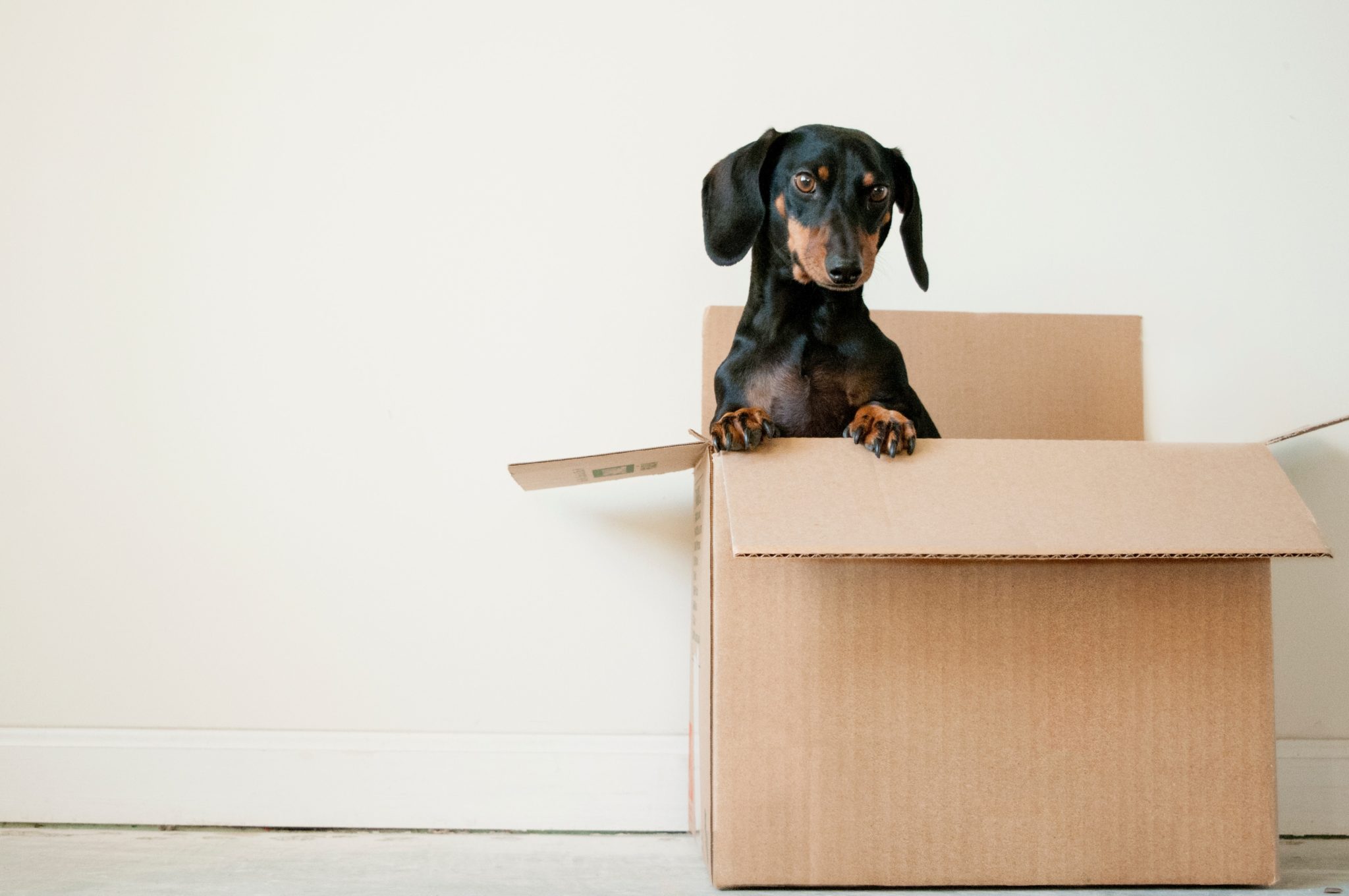 Black and tan dachshund sitting in moving box