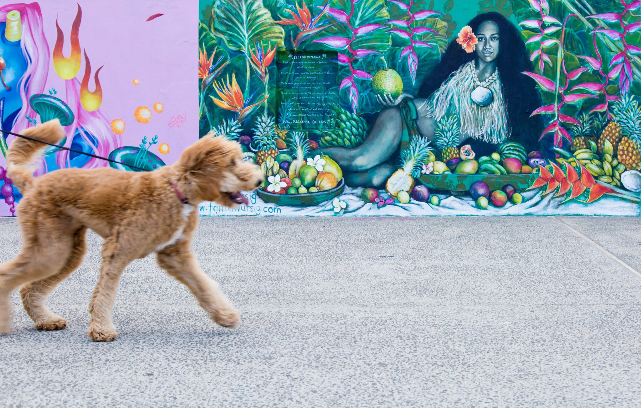 Tan curly dog on walk enjoying art murals in San Antonio