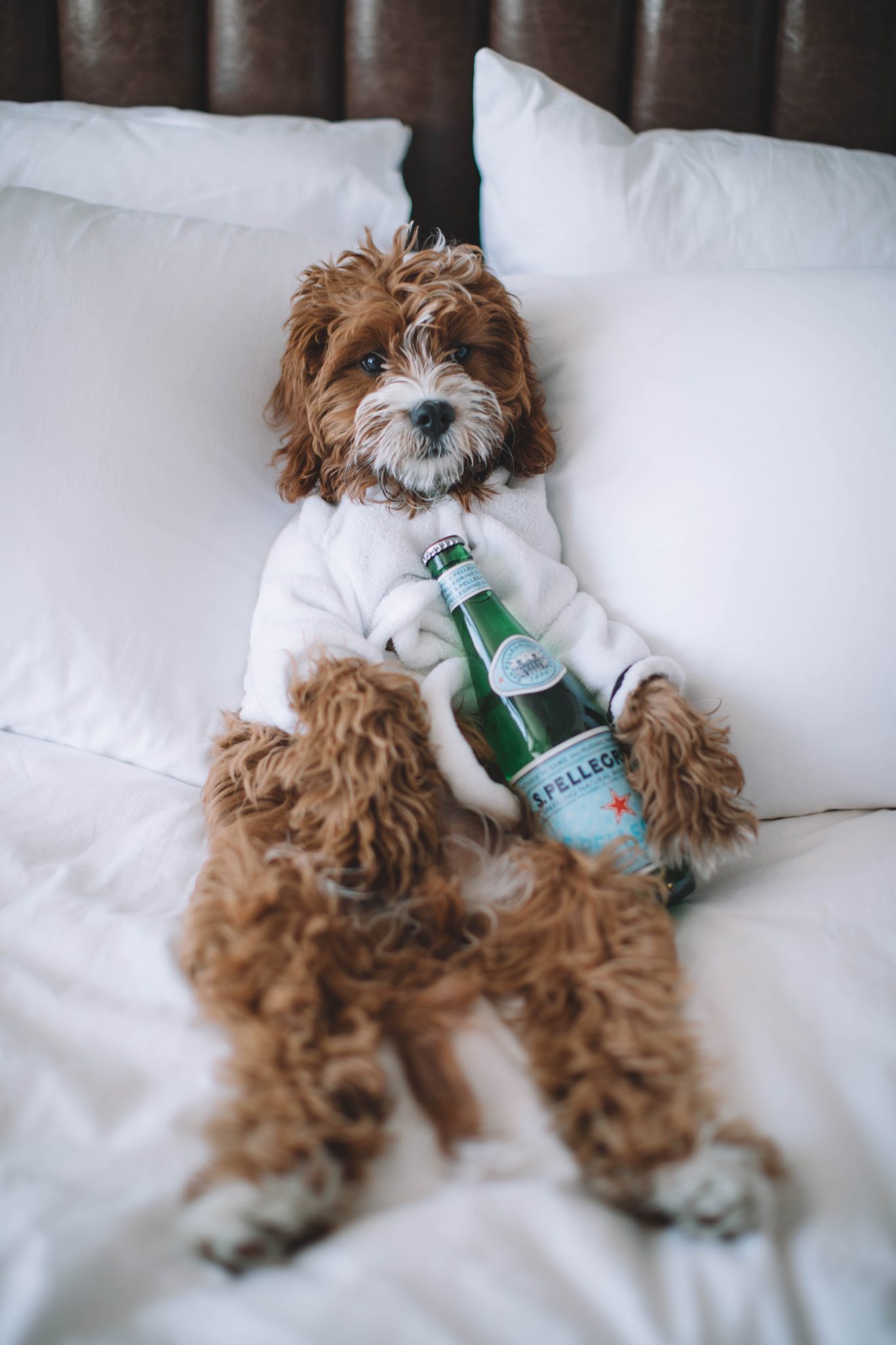 curly dog laying on bed in pet friendly hotel wearing white robe and holding bottle of pellegrino 