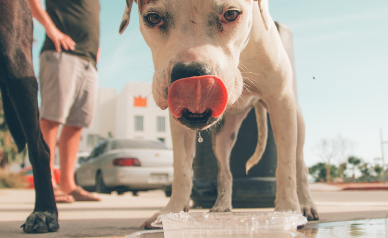 White dog drinking water to stay hydrated on hot day.