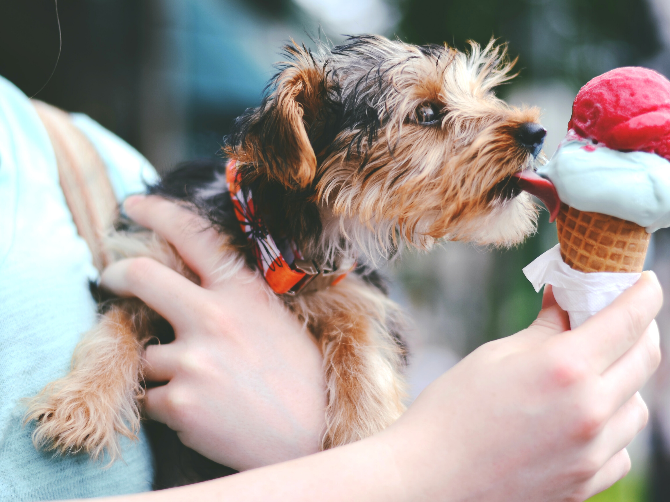 5 DIY Frozen Treats for Dogs with Natural, Healthy Ingredients