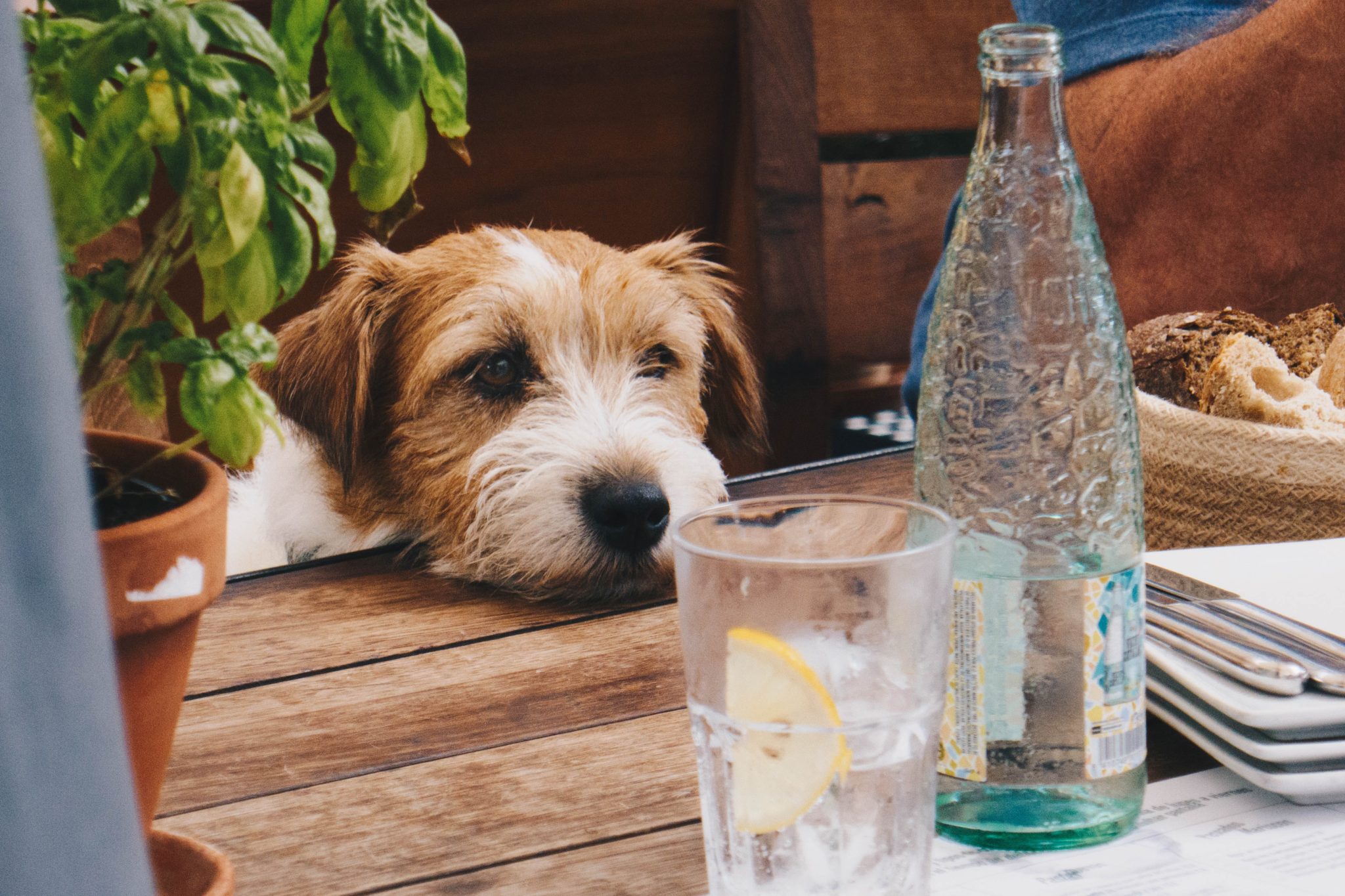 Jack Russell Terrier in need of water looks longingly at bottle of water on a table.